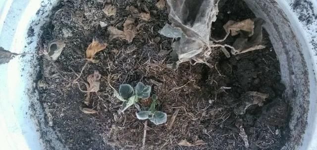 浇水|夏天这8种花赶快“断水”,一瓢水就能要了小命