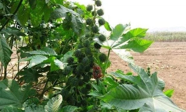 蓖麻油|这种剧毒植物，被称为“生化武器”，为何我们还要种植