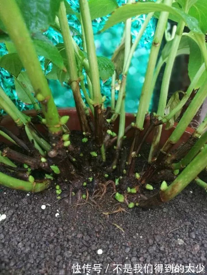 养花技巧最难养的花，买多少死多少，想想就生气！