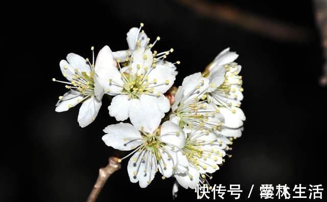 七言绝句|苏轼不多见的七言绝句,而其中感慨人生的悲凉,也是少见