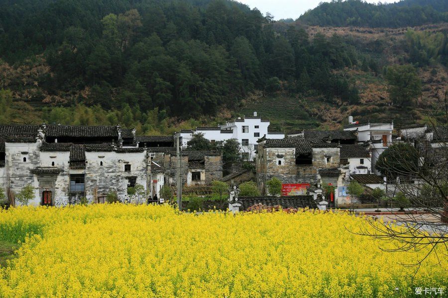 阳春三月，游婺源赏油菜花