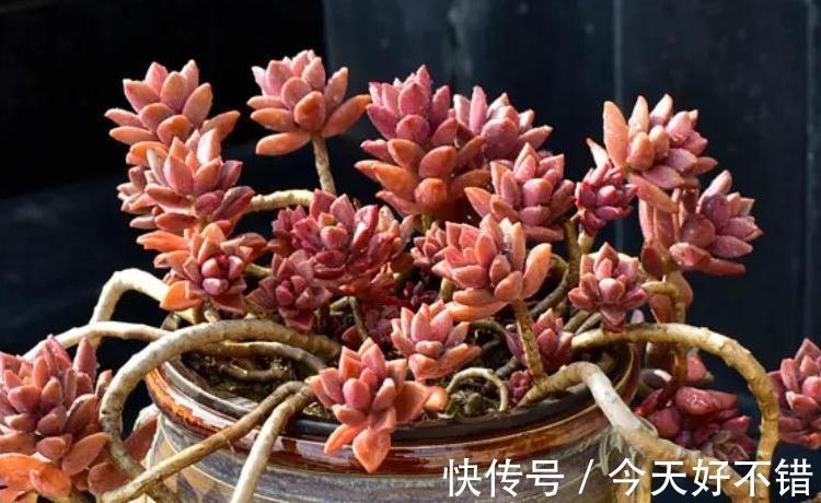 6种多肉养成老桩太漂亮了,养再多都不嫌够,适合新手养殖哦