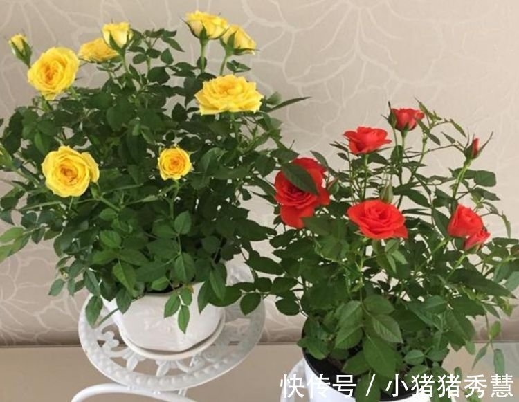 大岩桐花|4种花是爆盆“能手”,好远都能闻到它的香,还好养又漂亮!