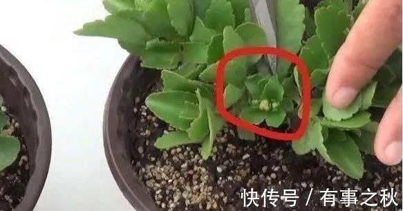 长寿花|养长寿花,左右剪一刀,打开“开花开关”,花量多一倍,爆成花球