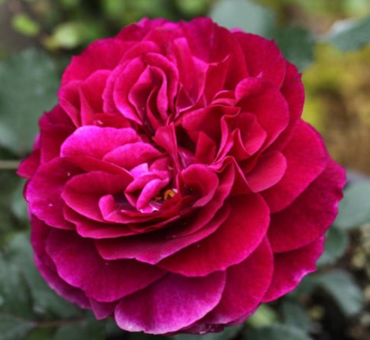 喜欢菊花,不如养盆“高档玫瑰”红色伊甸园,梦幻迷人,似新娘