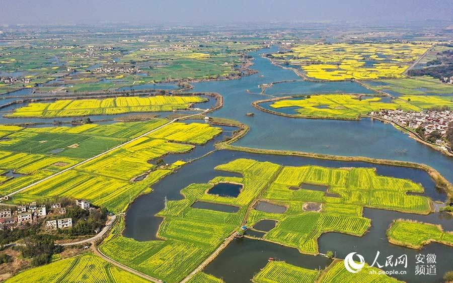 草原|芜湖响水涧：油菜花开满眼春