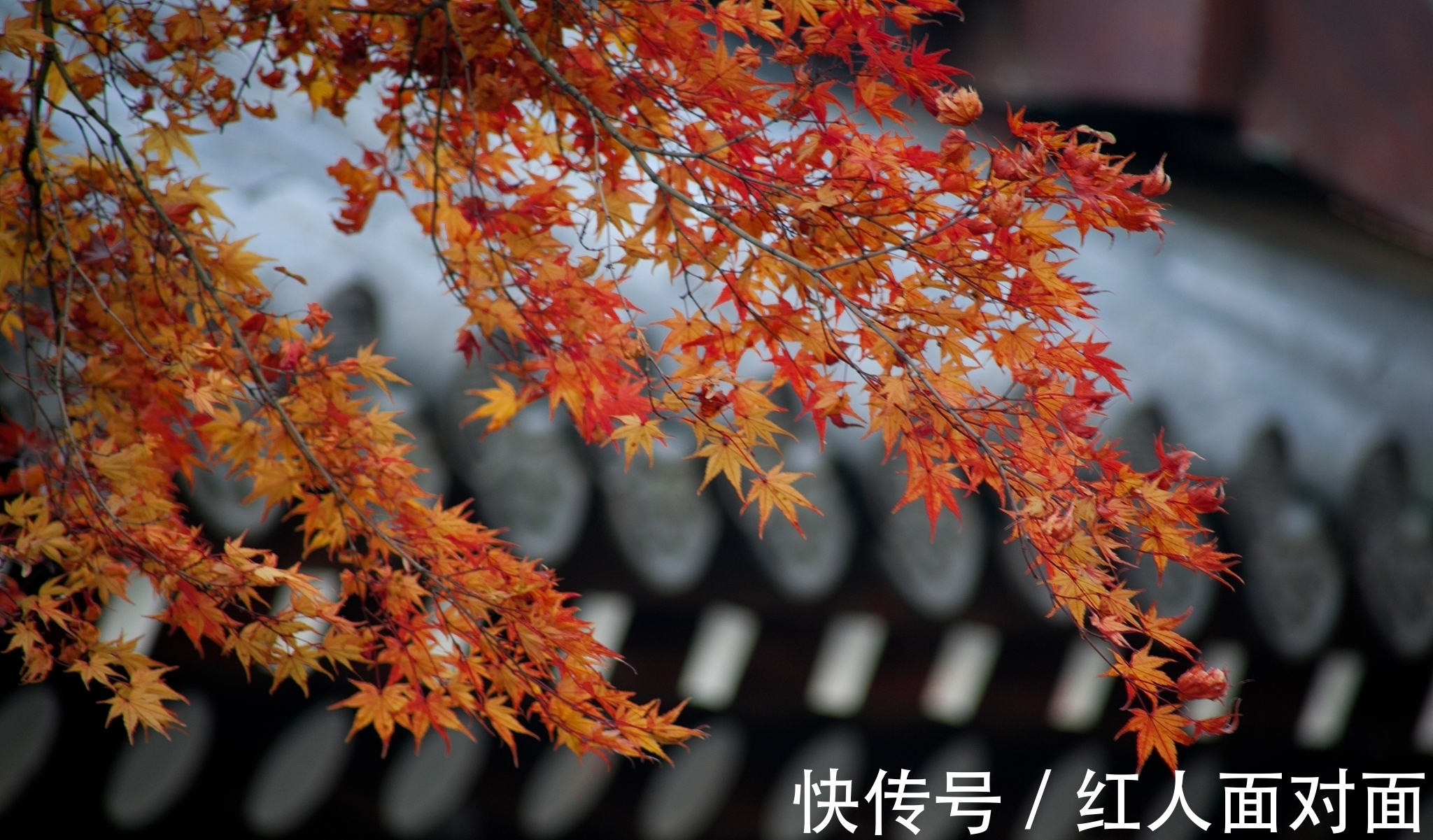 松桂!来自杜牧的一首五言诗,全篇情景交融,细细读来别有韵味