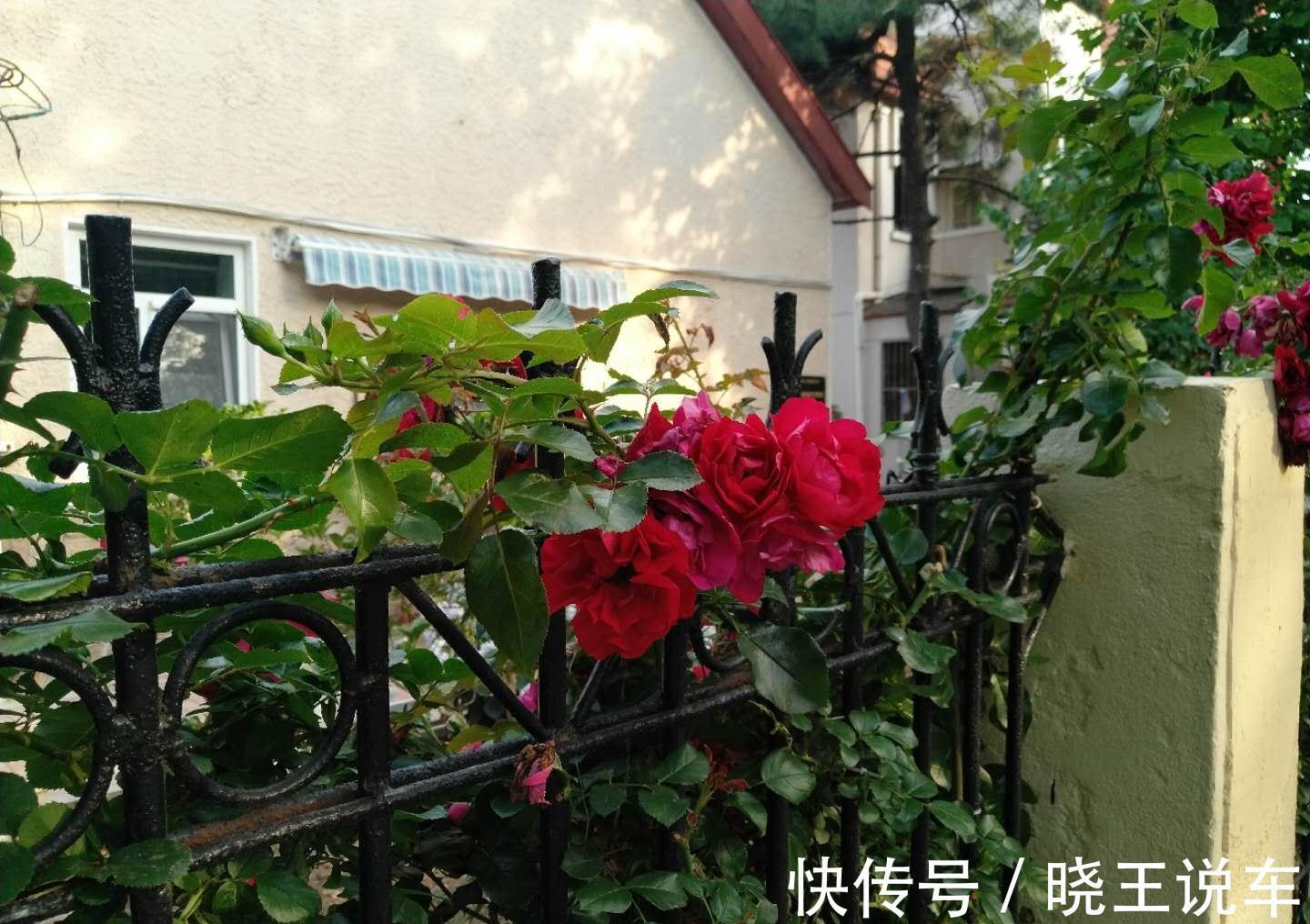 月季易生白粉病,做好这4点,叶绿花艳醉金杯