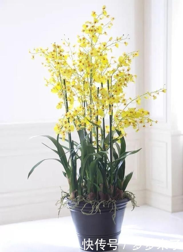 冬天家里气味难闻?就养这4种香味花,花香怡人,好看又好闻!