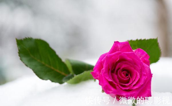 腊梅|9种花是“冷性子”,温度越高,开花越差,冻冻才能长势好