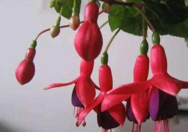 4种“富贵花”,一盆招财两盆旺运,三盆家中成福地,尤其第3种