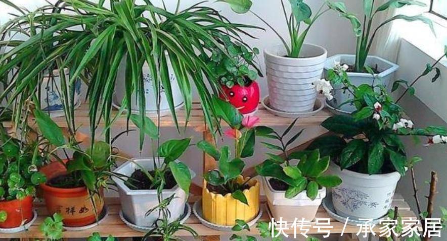 修剪|入秋后,换盆少做1件事,换了也白换,花花一年不长个