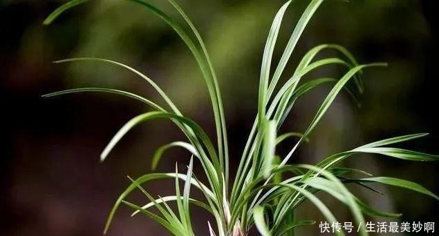 养好兰花的口诀,书本上学不到的经验,喜欢就收藏吧!