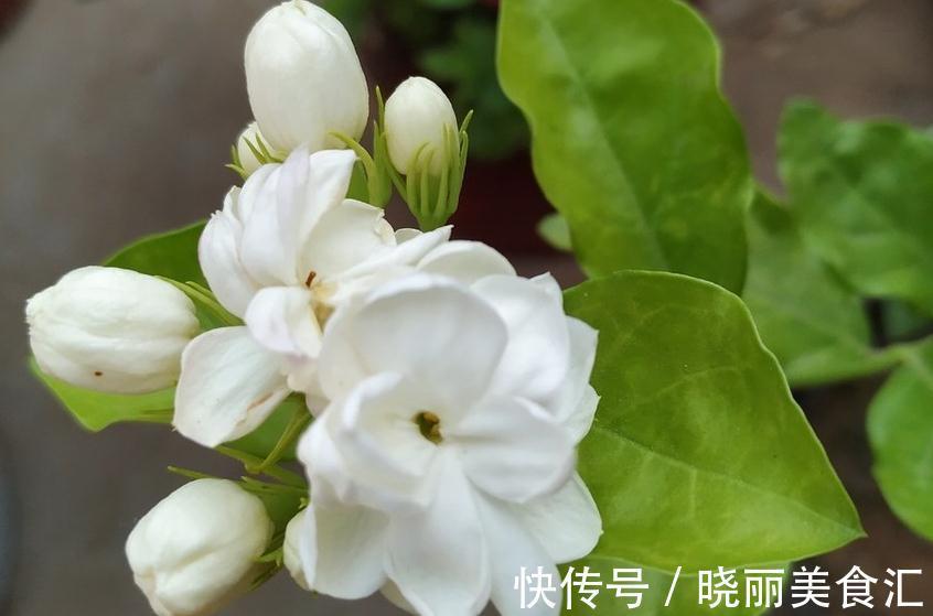 枯萎|网购茉莉容易枯萎,这些你还不了解,学会植株健康生长旺盛