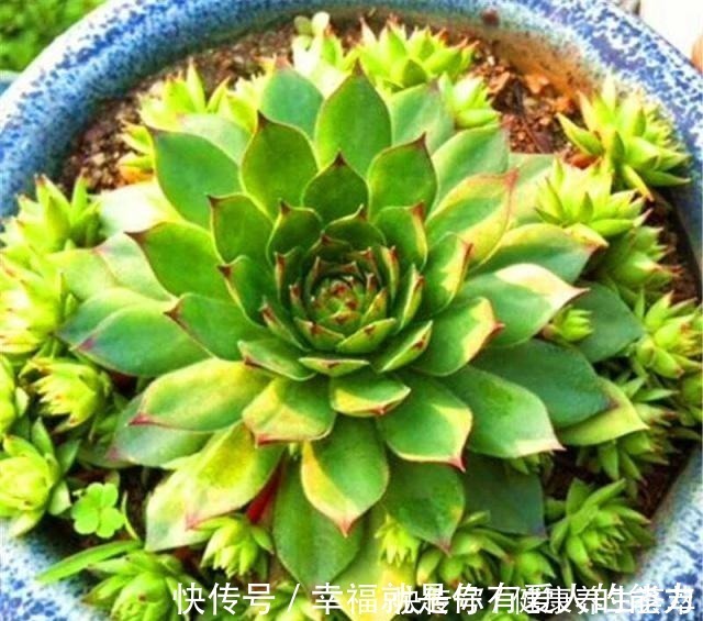 群生|观音莲这样养，“小莲花”围一圈，从普货到“贵货”，就差这一步！