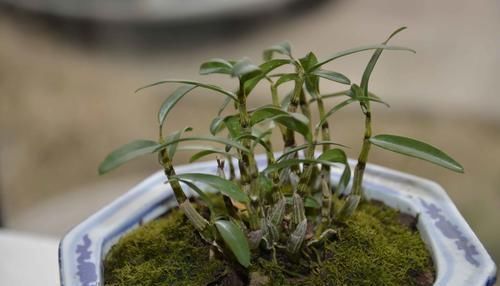 养花不死,全靠盆土,用这个土养花,能活几十年