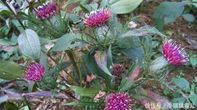 珍贵|它长在山坡无人识,根茎极为珍贵,却惨遭忽视,遇见请保护