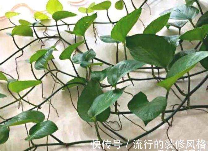 养这“10种花”,经常喷喷水,越长越旺“越精神”