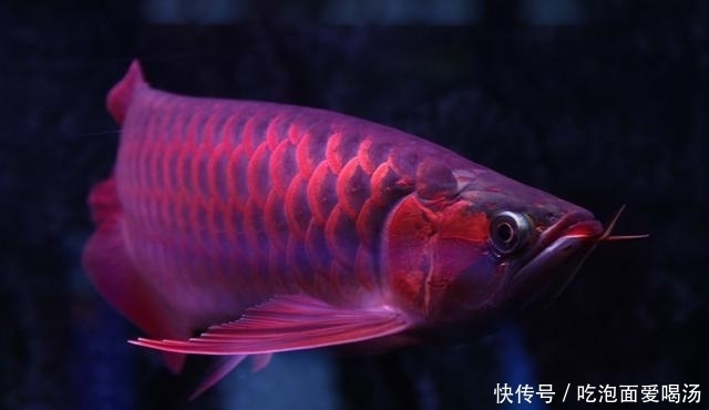 以60万美元的价格买走,这条鱼成为了世界上最贵的观赏鱼