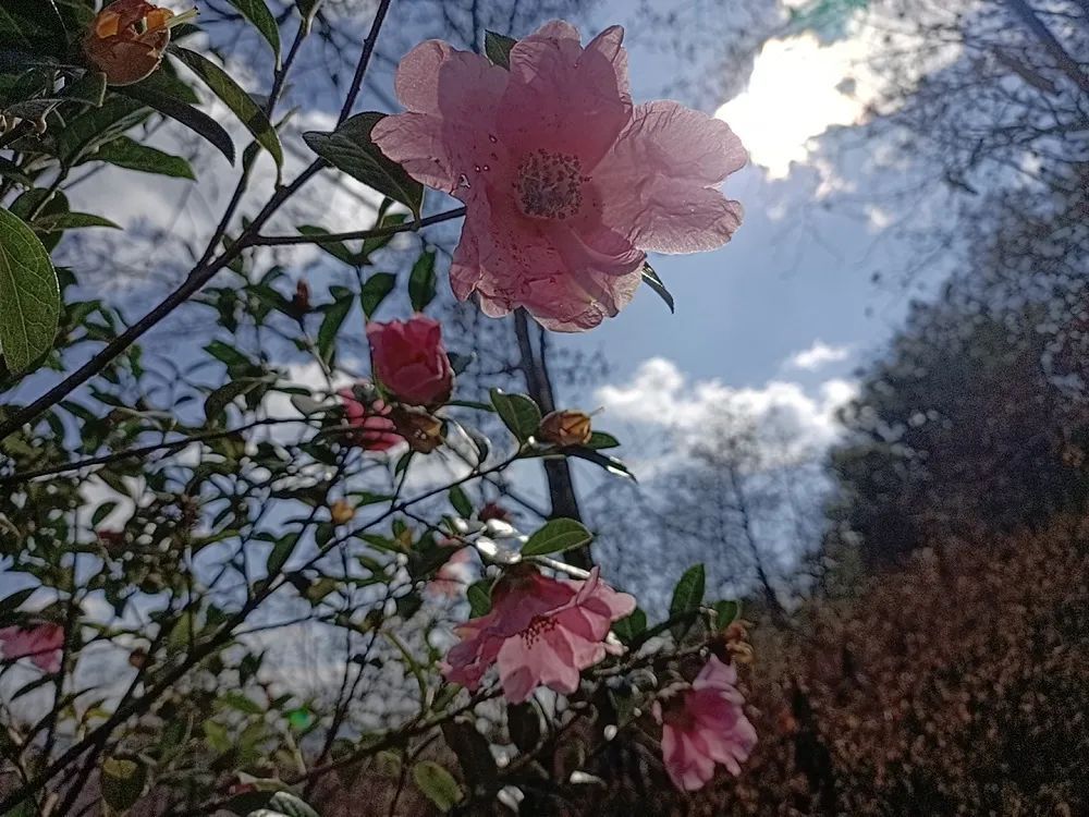 美丽晋宁：春回大地，大庄村山茶花开