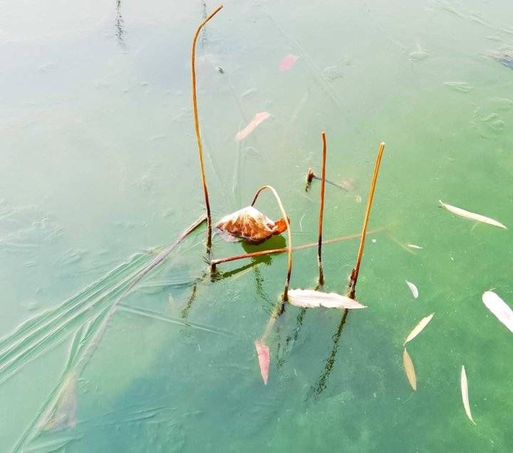 碧荷&散文：残荷听雨