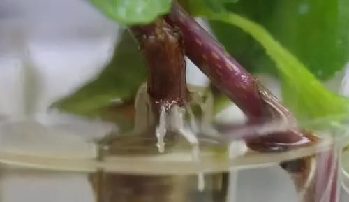 存活率|养花扦插育苗，用它催根，存活率太高，家里都摆不下了！
