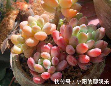 秋冬季节养护多肉灯美人，掌握3招，养出漂亮色彩