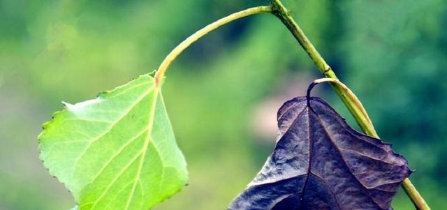 良能|《剑来》:加上陈平安和宁姚,阿良能实现反杀吗?