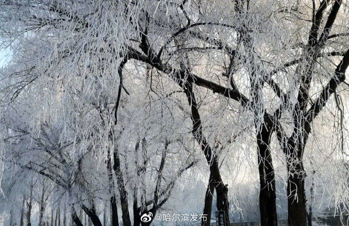 雾凇|雪树银花 雾凇扮靓冰城