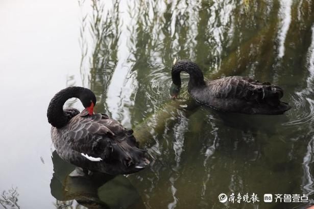 惬意|情报站｜舒服！济南百花洲黑天鹅享受冬日阳光，惬意自在水中游