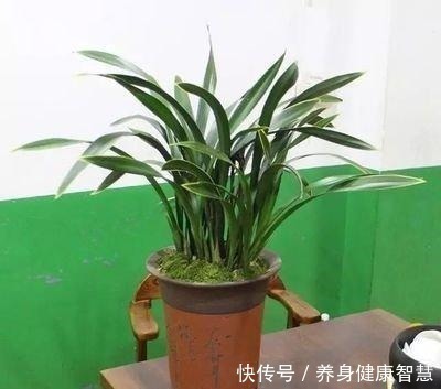 帆风顺|这些花最讨厌太阳,越阴凉越爆盆,还能开满花!