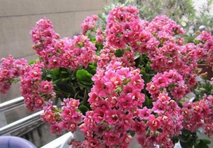 牡丹吊兰|农历7月6号起，最适合养这些花，花大色艳，花朵烂漫迷人
