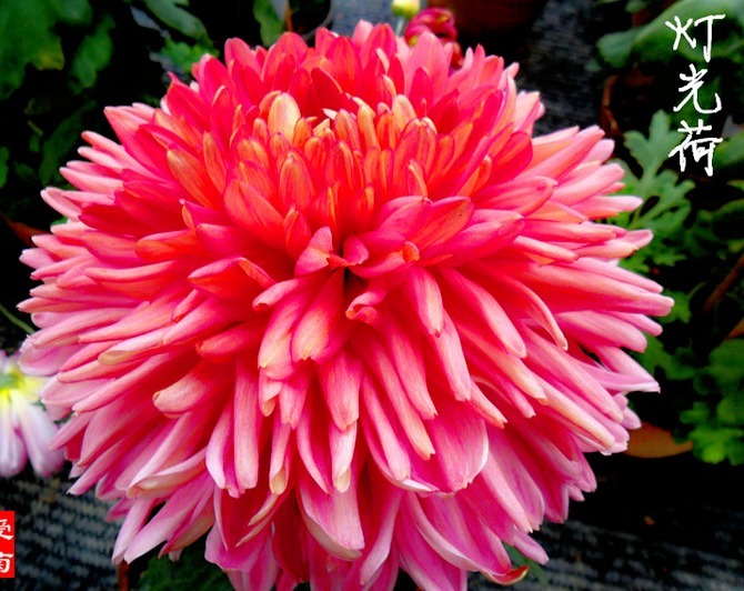 喜欢菊花,就养盆“菊中珍品”灯光荷,红光芍药,婀娜多姿