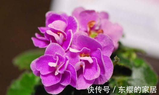 蒲包花蒲包花|农历7月8号起,最适合养这些花,花中劳模,花香四溢飘满屋