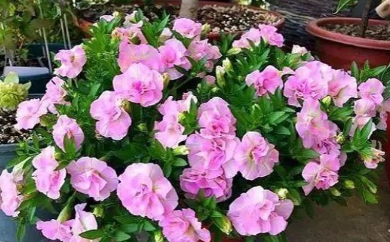 养花就养这几款,随便养都爆盆,花期长花量大,满屋飘香!