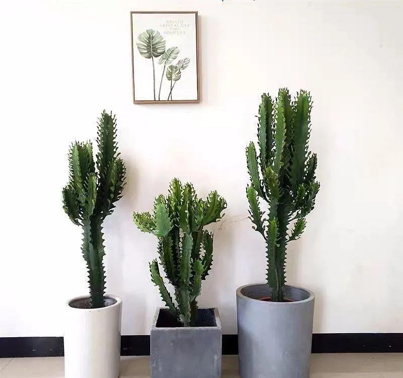 福气|懒人养花首选这三种,省心省力又好养,霸气镇宅添福气,人人都喜