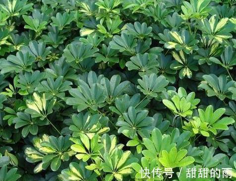 有一种伪“发财树”,好养净化空气,管理做好四点,“蹭蹭”冒芽