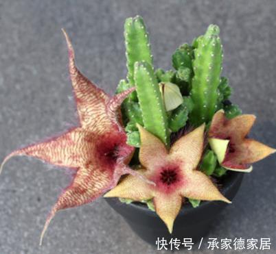 犀牛角|有些多肉状态非常美，但是它很“臭”，室内不要多养，多了很糟心