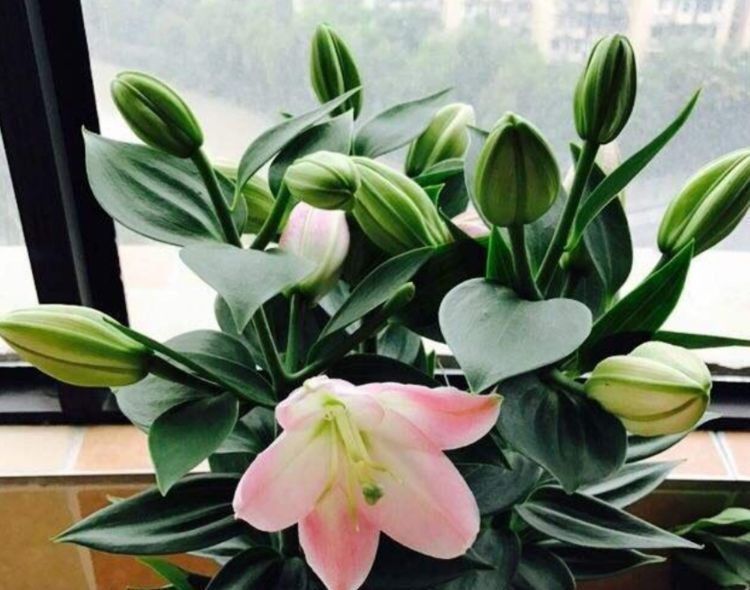 发枝|聪明人都养4种花,开花又大又艳,可以净化空气,还能帮助睡眠