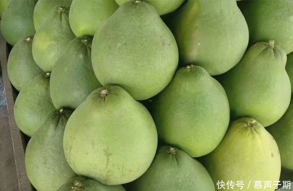 泰国|一个柚子卖两百元,泰国红宝石柚子与其它柚子的区别在哪里?