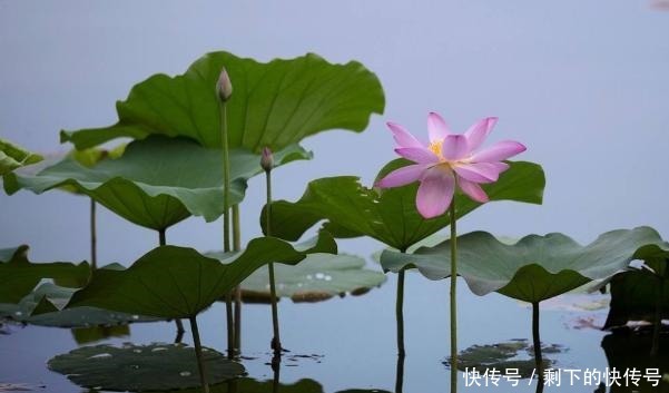 做人|“涵容以待人,恬淡以处世”,才是做人的最高境界