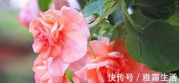 香雪兰|家里就养4种花，妖艳妖娆，层层交叠，烂漫迷人眼