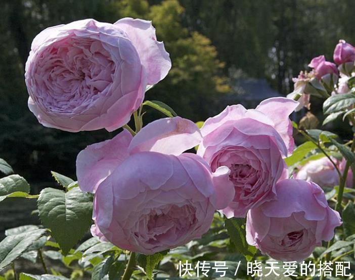 盘点十款经典月季花,每一款都是颜值搭档,总有一款深得你心