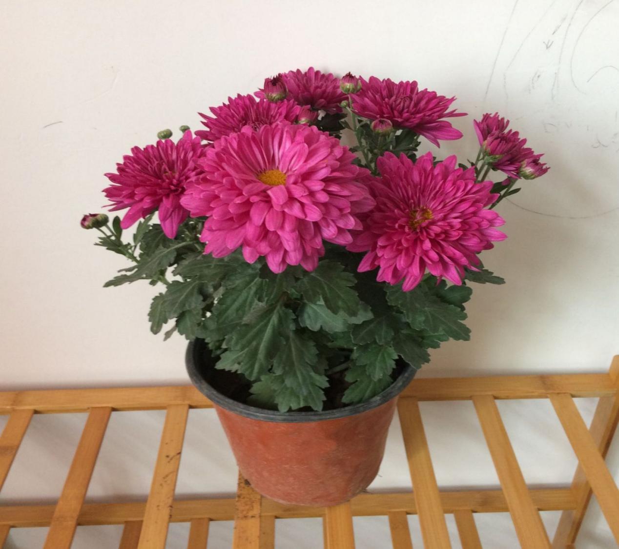 鸡蛋壳是养花神器，掌握住这些用法，完全不需再花钱买肥料了