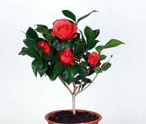 米兰花|最适合6月扦插的5种花，成活率高，再不扦插就要等来年