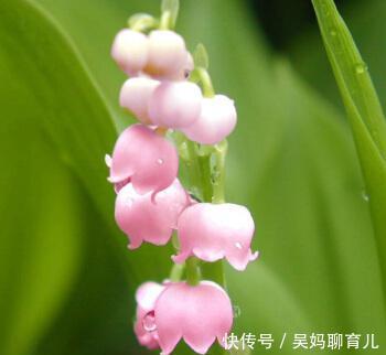 淑女之泪 铃兰花 高雅浪漫 却容不得水仙和丁香 植物真奇特 快资讯 淑女之泪 铃兰花 高雅浪漫 却容不得水仙和丁香 植物真奇特 快资讯