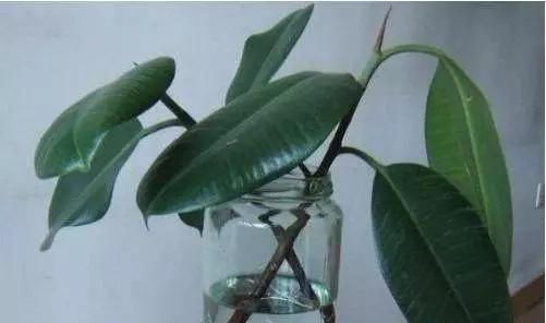 蟹爪兰|养花爱好者看过来这15种花现在“扦插”,生根快,一个周就长芽