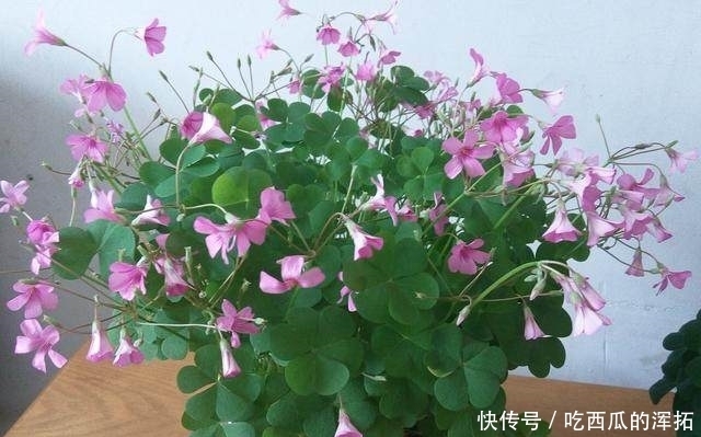 这4种花，最适合“懒人”养，家里种一盆，越不管它长得就越好！