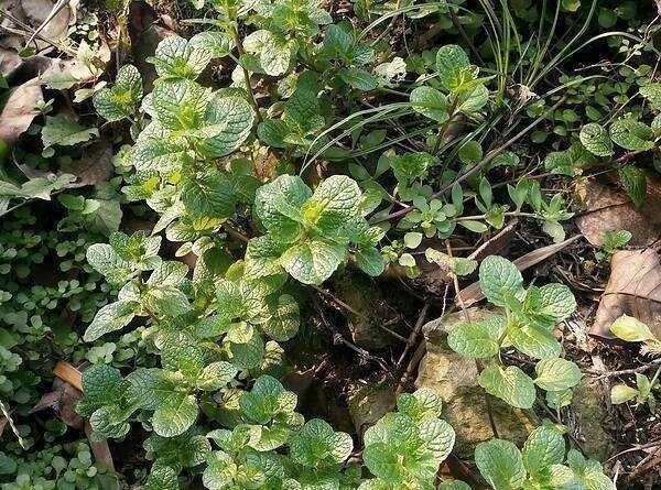 鱼香菜|山里不起眼的野草，人称“鱼香菜”，炖鱼是极品，你吃过吗