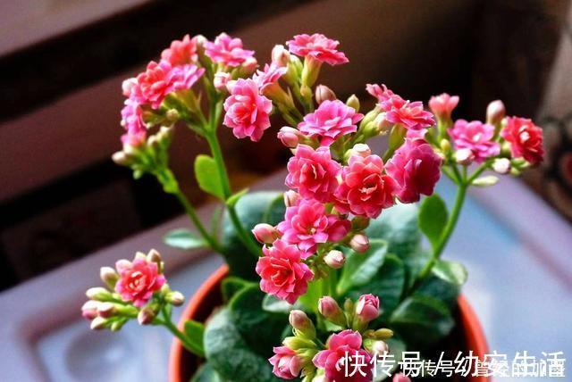 此4种花，随便摘片叶子都能繁殖一棵，轻松爆盆，阳台变花园